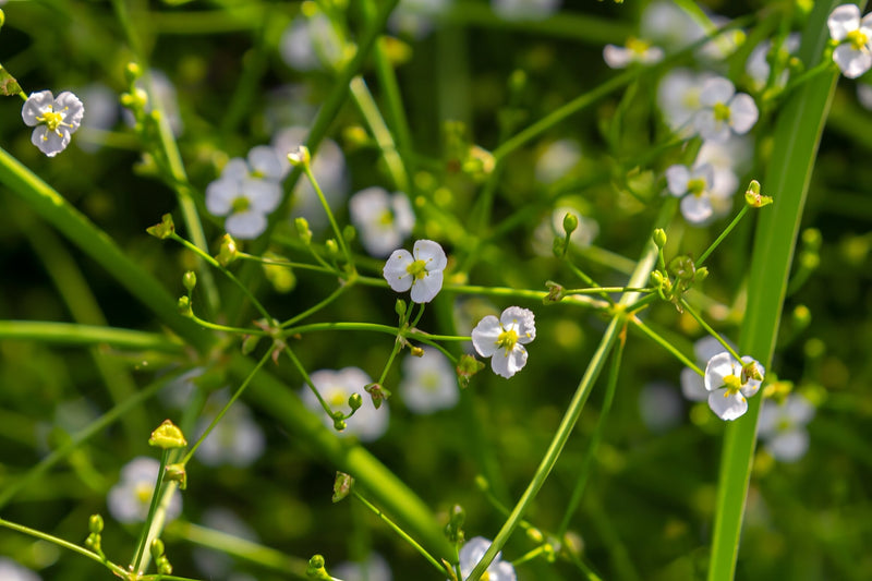 Alisma plantago-aquatica - Water Plantain, Native Pond Marginal Plant