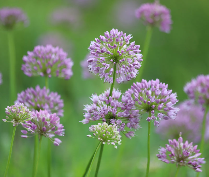 Allium angulosum - Mouse Garlic, Pond Edge & Border Plant