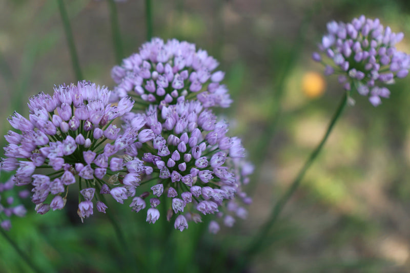 Allium angulosum - Mouse Garlic, Pond Edge & Border Plant