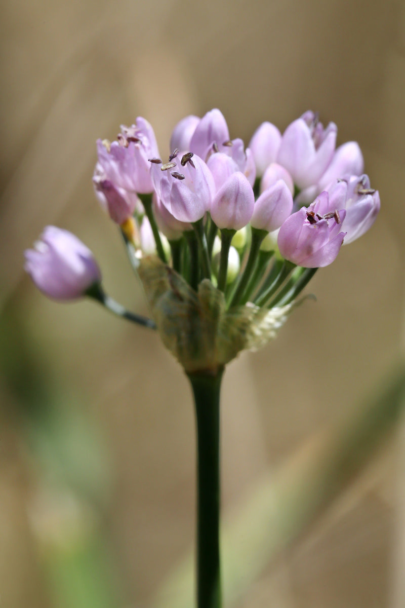 Allium angulosum - Mouse Garlic, Pond Edge & Border Plant