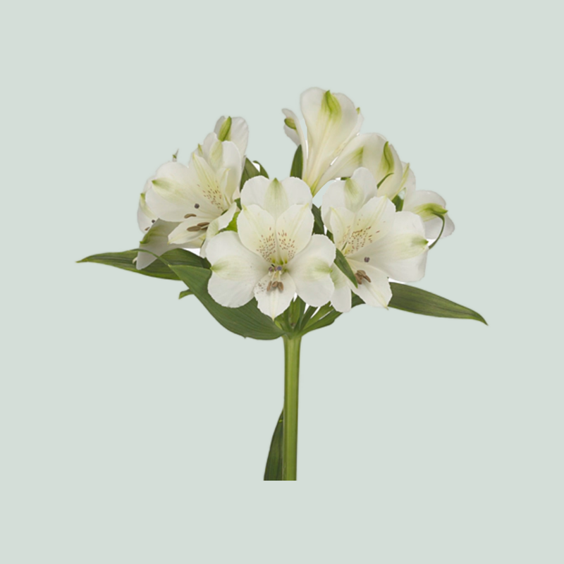 Alstroemeria Icy Mist (10 Stems)