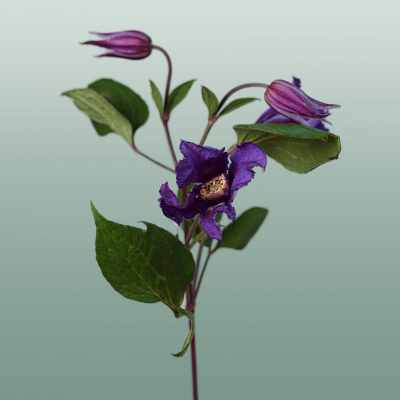Clematis Amazing Oslo