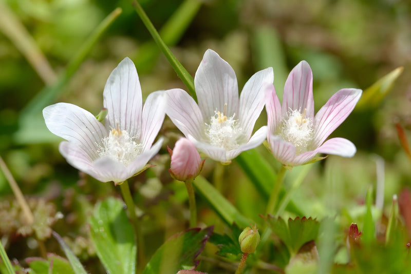 Anagallis tenella - Bog Pimpernel, Native Bog Plant