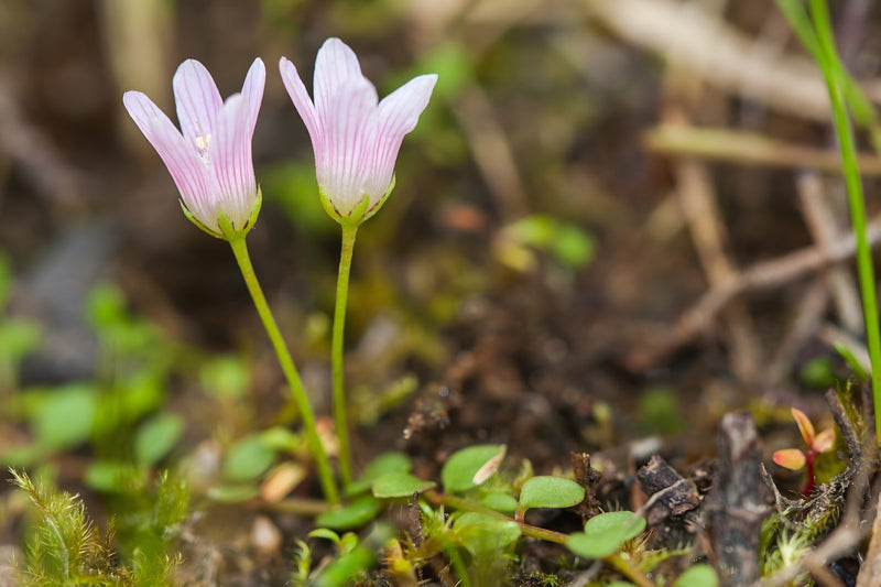 Anagallis tenella - Bog Pimpernel, Native Bog Plant