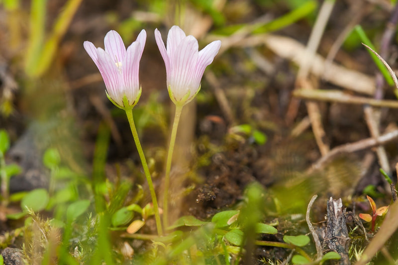 Anagallis tenella - Bog Pimpernel, Native Bog Plant