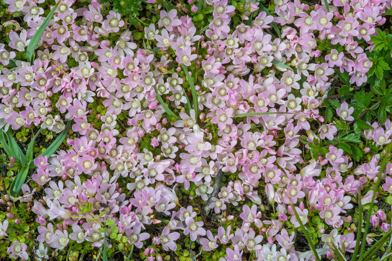 Anagallis tenella - Bog Pimpernel, Native Bog Plant