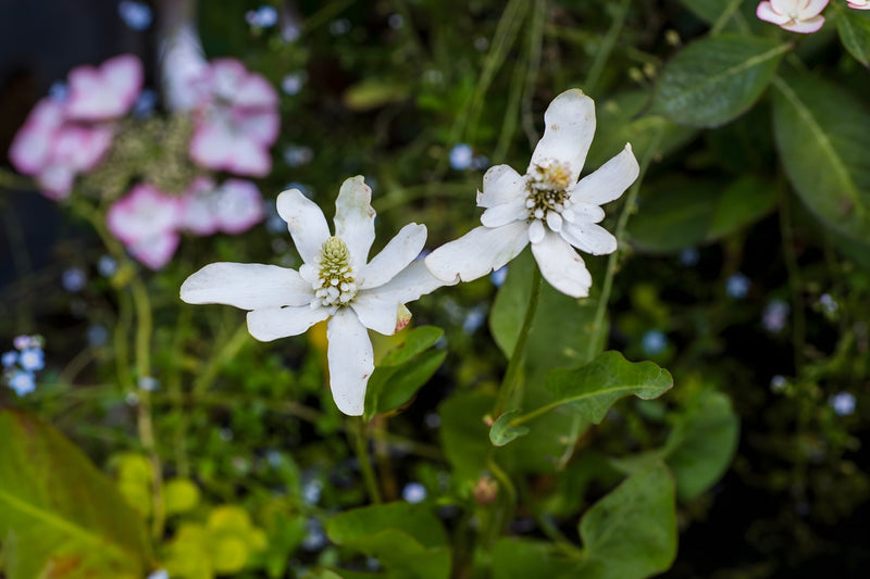 Anemopsis californica