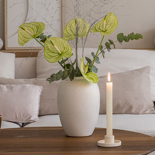 Anthurium Extase