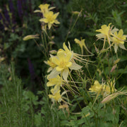 AquilegiaYellow2_1c4ae744-5796-4772-b200-c195aeb14f94.jpg