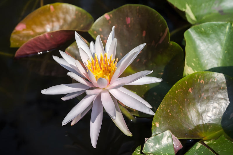 Nymphaea 'Arc-en-ciel'