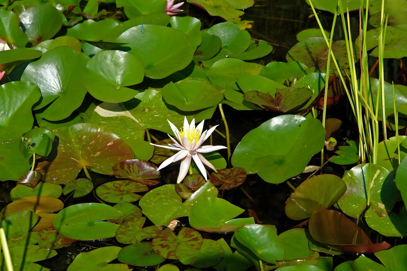 Nymphaea 'Arc-en-ciel'