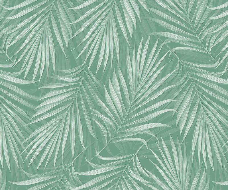 Areca