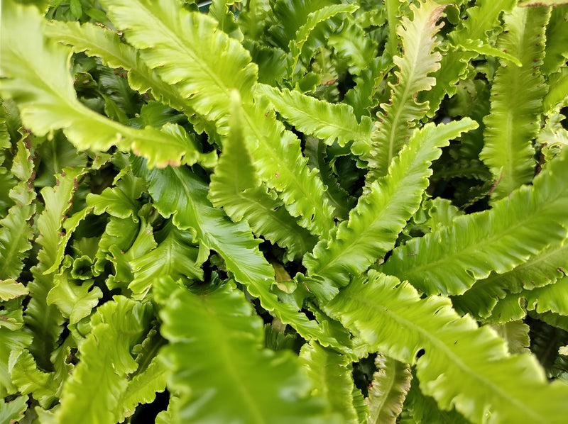 Asplenium 'Angustatum' - Hart's Tongue Fern, Pond Edge & Border Plant