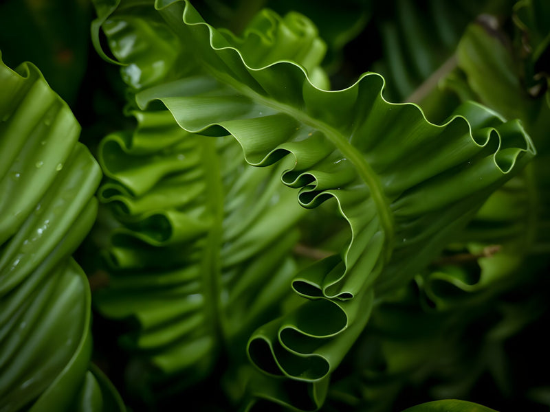 Asplenium 'Angustatum' - Hart's Tongue Fern, Pond Edge & Border Plant