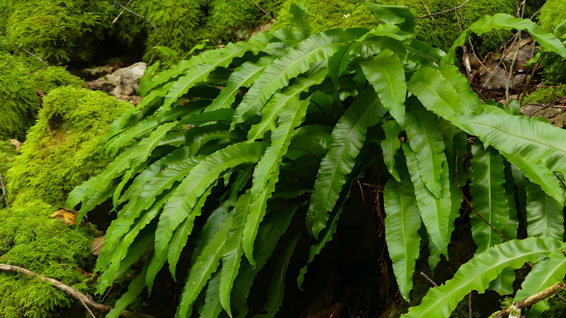 Asplenium 'Angustatum' - Hart's Tongue Fern, Pond Edge & Border Plant