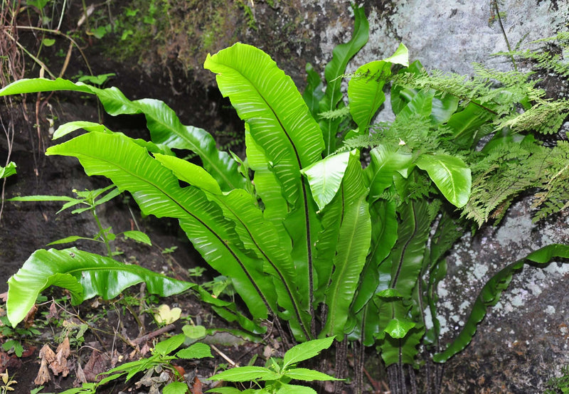Asplenium 'Angustatum' - Hart's Tongue Fern, Pond Edge & Border Plant