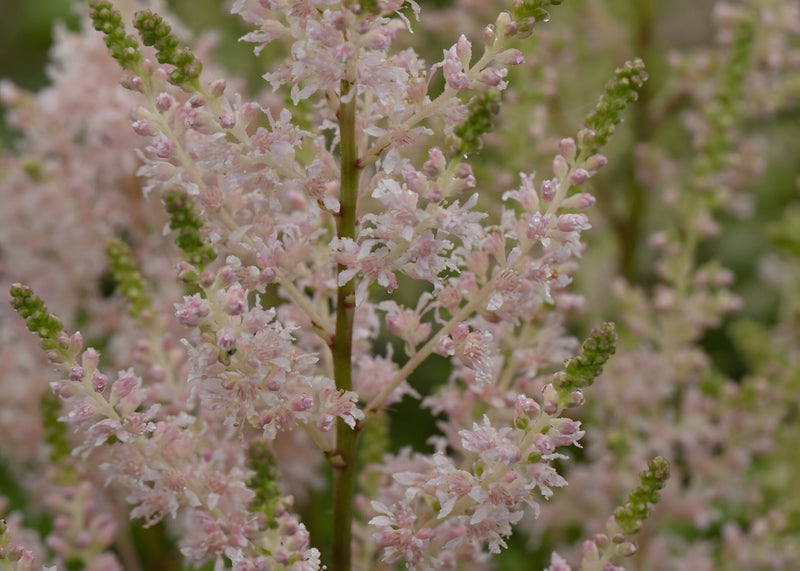 Astilbe Salmon Pink 'Strassenfeder'