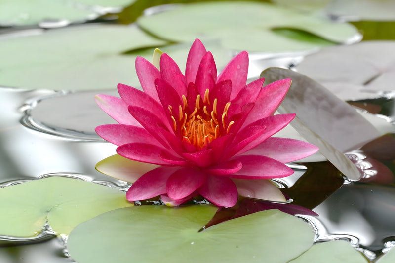 Nymphaea 'Attraction'