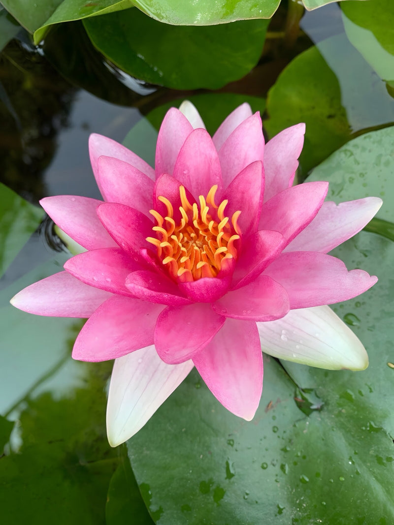 Nymphaea 'Attraction'