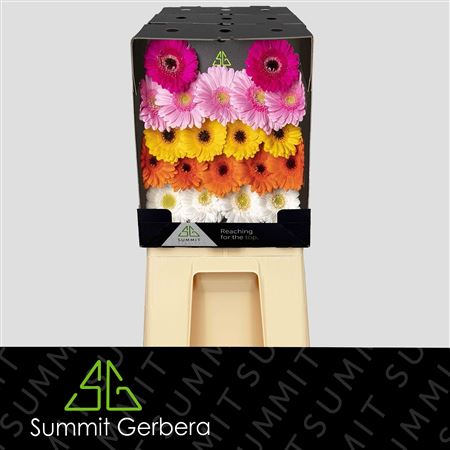 Germini Mixed (20 Stems)