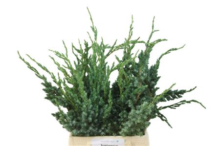 Conifeer Zak Juniperus Meyeri