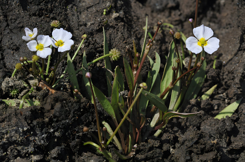 Baldellia ranunculoides