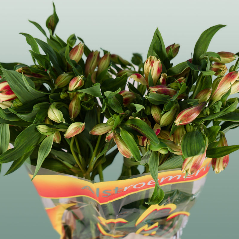 Alstroemeria Bali (10 Stems)