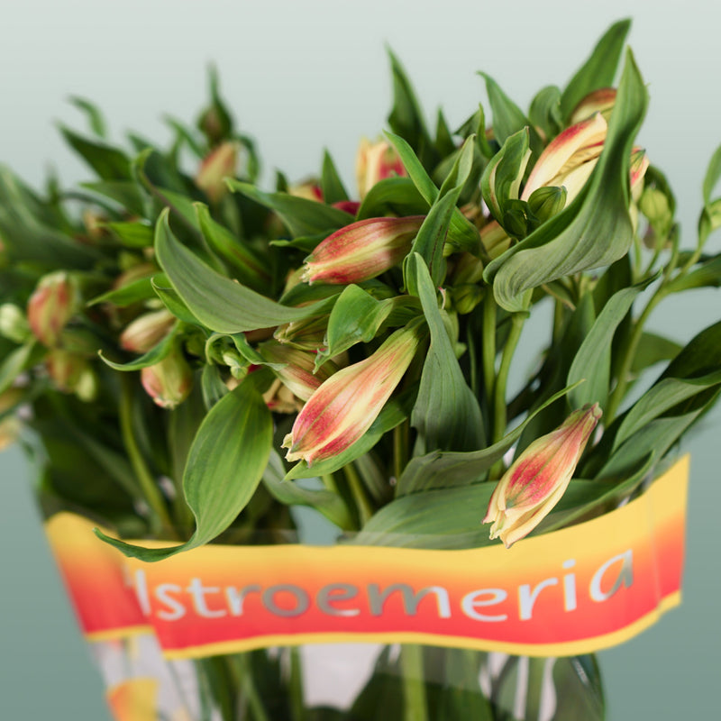 Alstroemeria Bali (10 Stems)