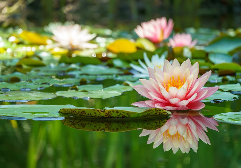 Nymphaea 'Barbara Dobbins'