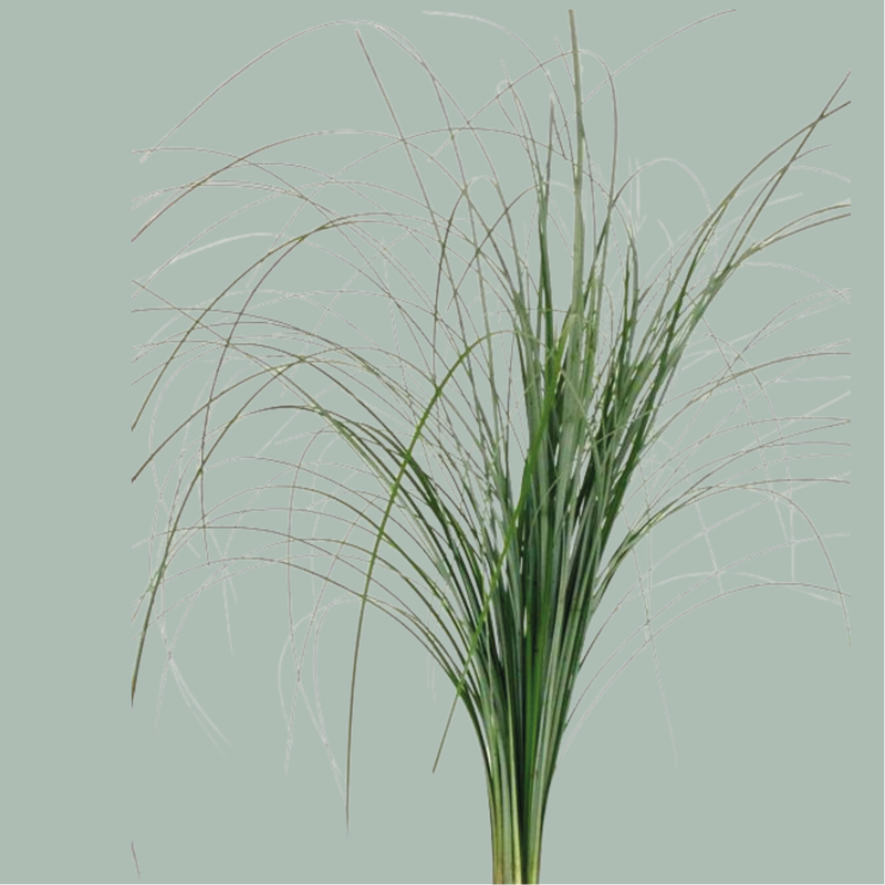 GR Beargrass (5 Bunches)