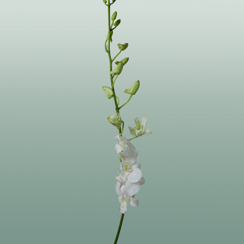 Orchid Dendro Big White