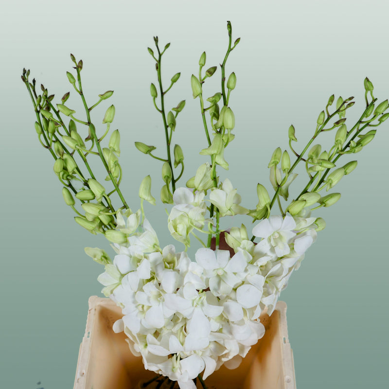 Orchid Dendro Big White