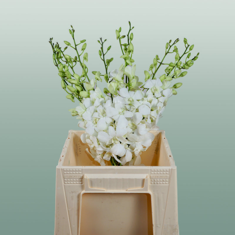 Orchid Dendro Big White
