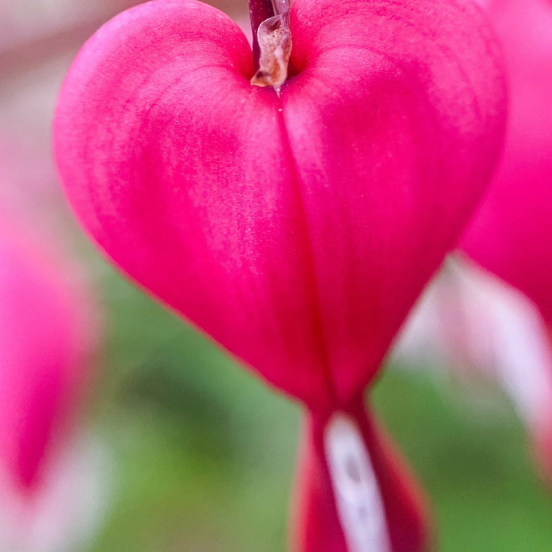 Bleedinghearts.jpg