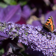 BuddlejaLila1.png