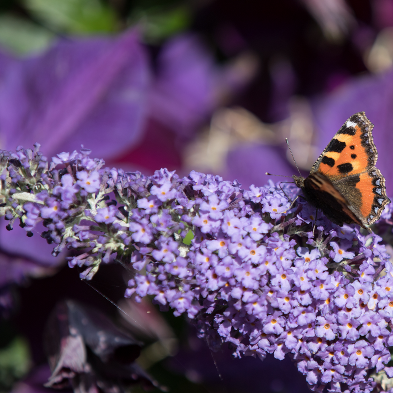 BuddlejaLila1.png