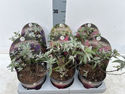 Buddleja_4bbca263-0ce2-4912-8984-9d84f4fde7be.jpg