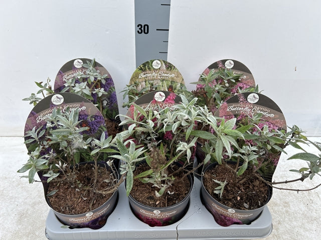 Buddleja_a1a0b874-f9dd-4455-970d-7cc00c0dbca8.jpg