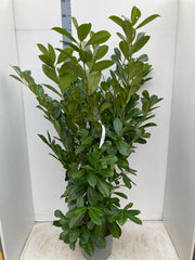 BushyCherryLaurel6ft.jpg