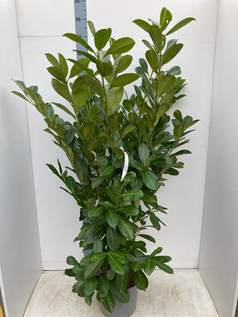 BushyCherryLaurel6ft.jpg