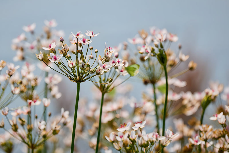 Butomus umbellatus (Bargain)