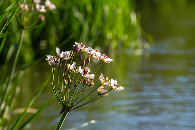 Butomus umbellatus (Bargain)