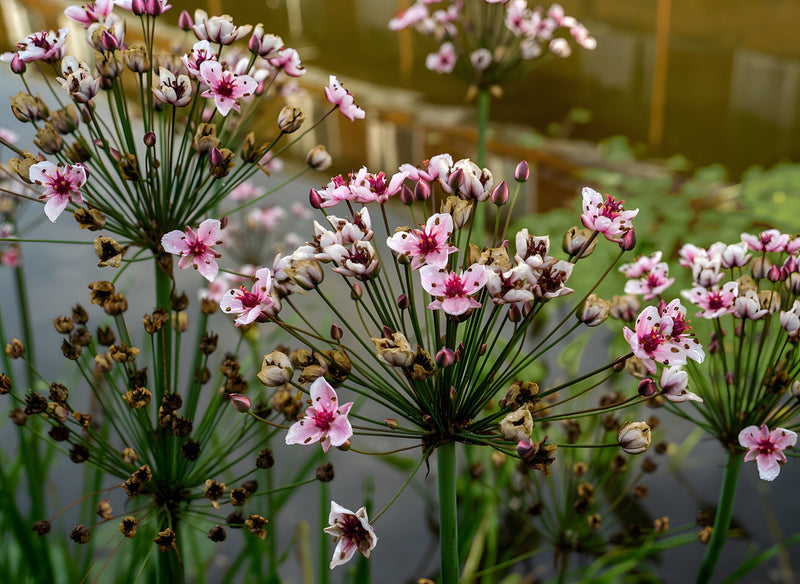 Butomus umbellatus (Bargain)