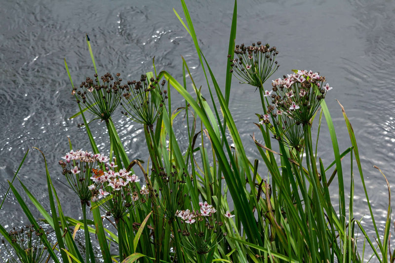 Butomus umbellatus (Bargain)