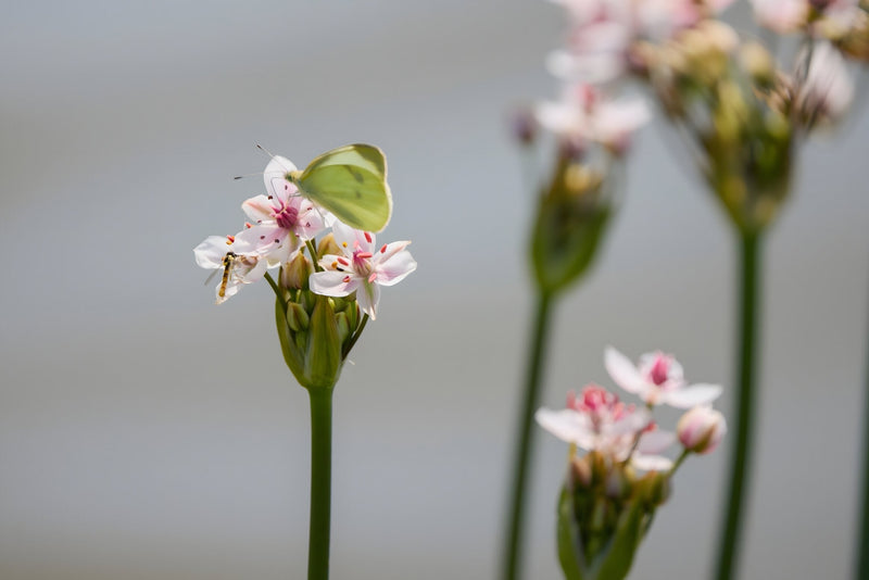 Butomus umbellatus 'Schneeweisschen'