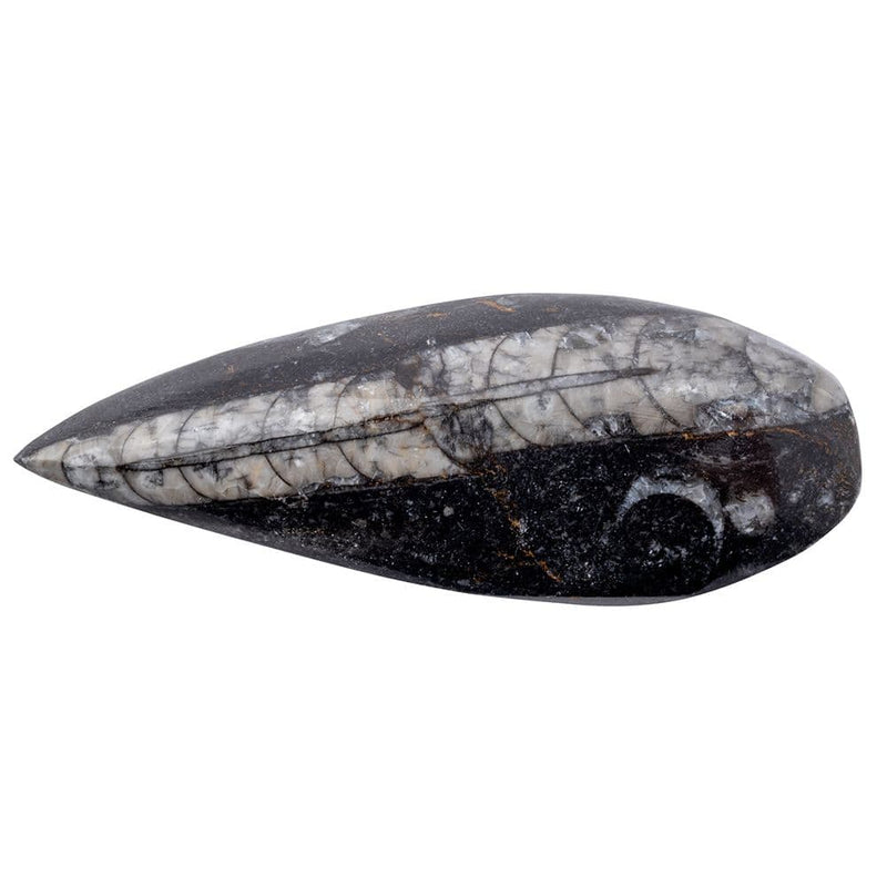 Gift Boxed Orthoceras Fossil with Information Card (SINGLE UNIT)