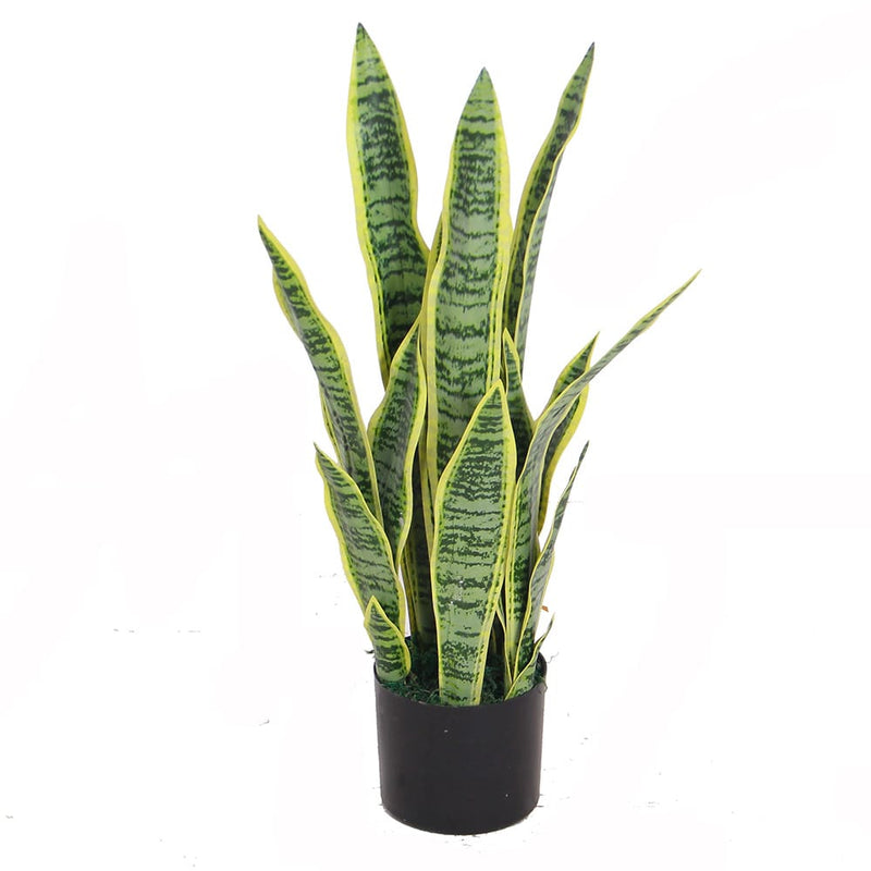 Dracaena Trifasciata 65cm