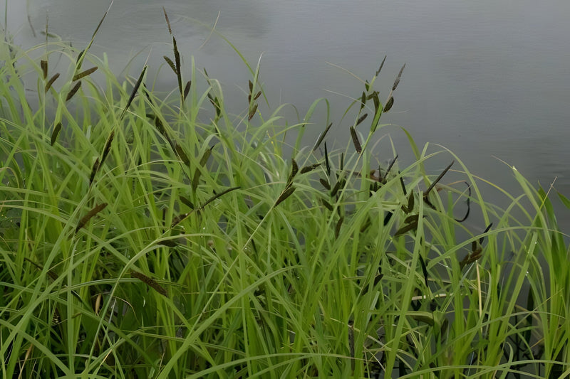 Carex acuta