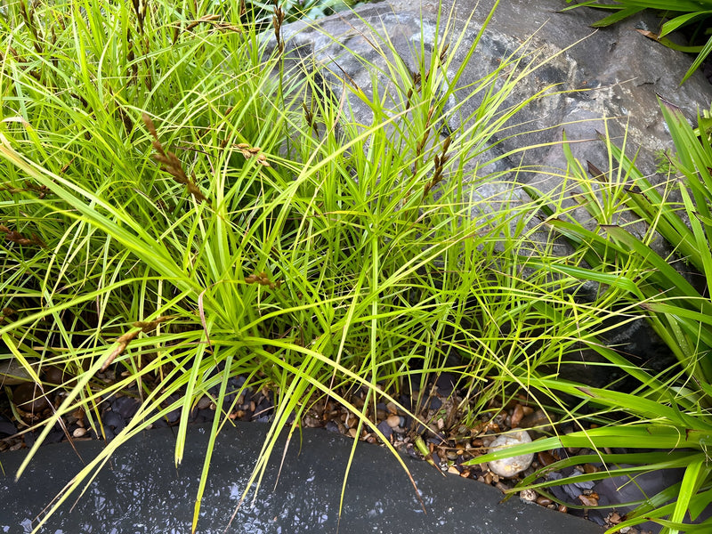 Carex muskingumensis