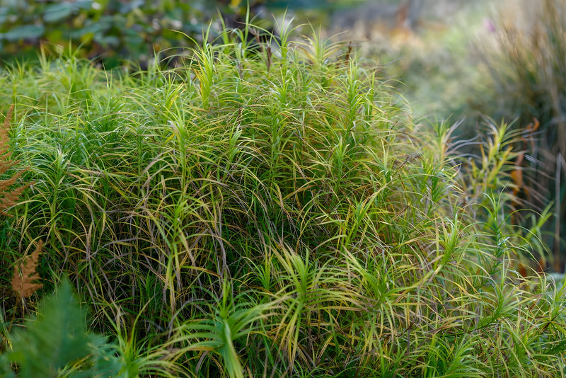 Carex muskingumensis